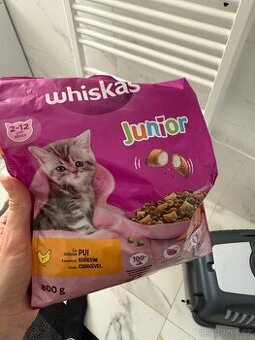 Skotská klapoucha koťátka
