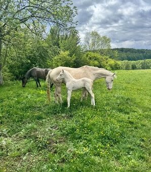 Cremello klisnička s odznaky s reining/cutting původem
