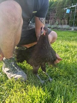 Australka velká černá, kohout