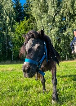 shetland pony