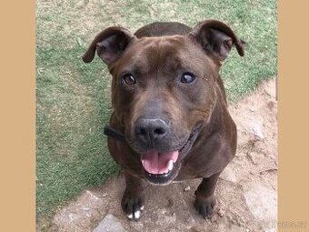 LEX K ADOPCI - skvělý parťák a mazel pro zkušené