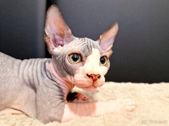 Sphynx