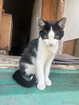 Kocourek a kočička k odběru ❤️