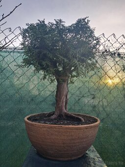 Bonsai Thuje