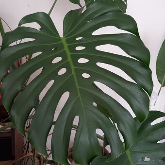 Monstery královské (mladé)