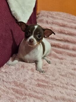 ČIVAVA KRÁTKOSRSTÁ čokoládový chlapeček