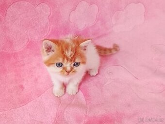 Exotická britská koťata