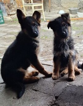 Štěňátko Německého ovčáka