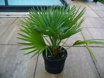 Palma Žumara nízká