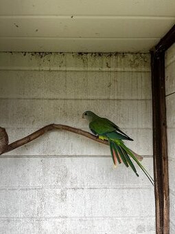 Papoušek nádherný