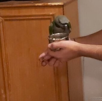 Alexandr čínský 4/2025