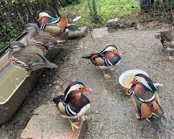 Kachna mandarinská, kačeři a kachna, kupírované, kroužkované