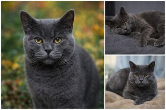 🐾 Britský krátkosrstý kocour ke krytí 🐾