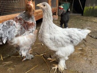 Brahmanka velká slepice