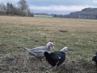 Pižmové kachny – dospělé kusy