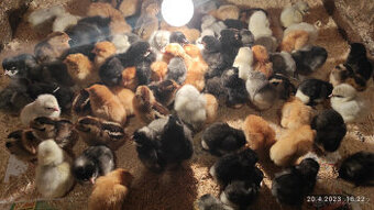 Kuřátka a slepičky na barevná vajička