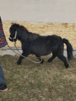 Hřebecek pony