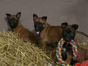 belgický ovčák - malinois