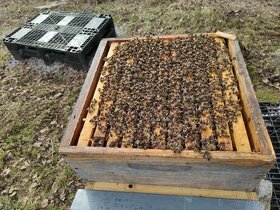 produkční včelstva, včelí oddělky, matky 2024, včely