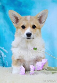 Fenka Welsh Corgi pembroke s PP