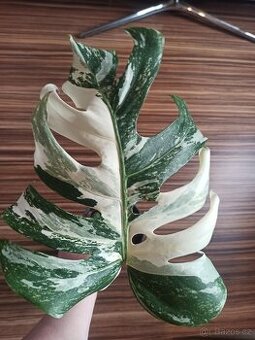 Monstera albo variegata + dárek