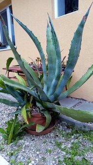 Agave