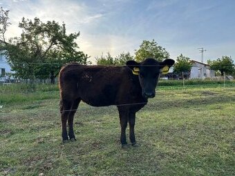 Jalovice Angus - 1