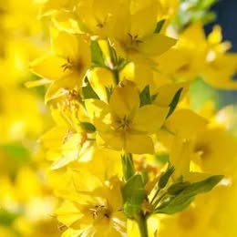 Prodám odkopek rostliny Vrbina tečkovaná (Lysimachia)