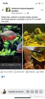Piraně Obecná