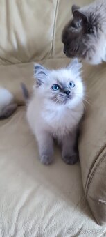 Ragdoll kočička bez PP - 1