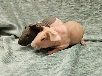 Morče skinny