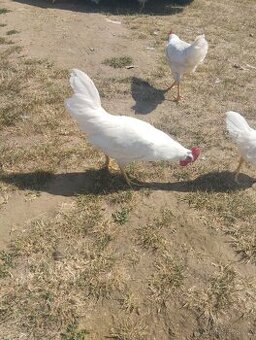 Kohouti Vlašky koroptví a Leghorn