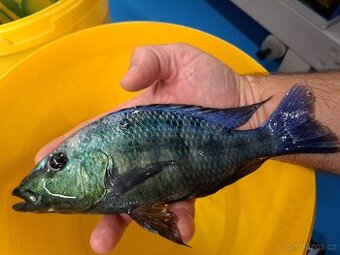 Malawi ... Fossorochromis rostratus vel. 6-8cm - 1