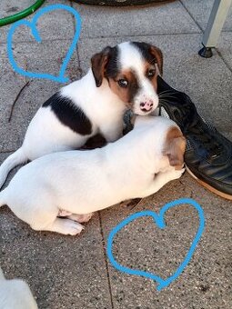 Jack russel teriér