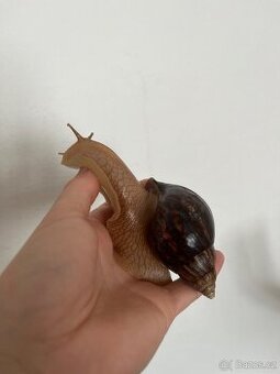 Šnek Achachatina
