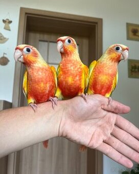 Pyrura zelenolící - ručně dokrmená mláďata