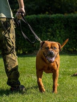 Pes ke krytí americký bandog