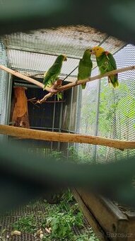 Amazoňan velký oratrix,