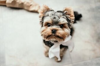 Krytí – jorkšírský teriér 3 roky, 5 kg