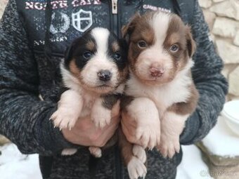 Miniaturní americký ovčák