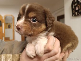 Miniaturní americký ovčák - 1