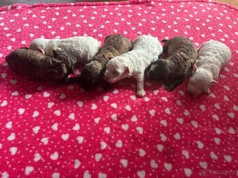 Boloňský psík bez PP