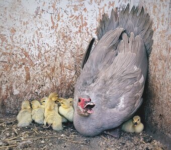 Kachna pižmová perlově šedá