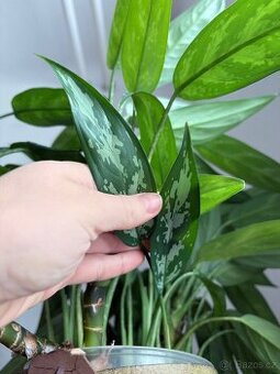 Aglaonem května - řízky - 1