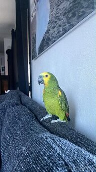 Amazoňan modročelý