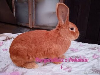 BURGUNDSKÝ králík s PP - SAMEČEK chris59 ⭐️⭐️⭐️