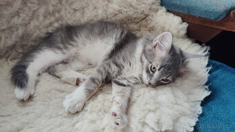 Dlouhosrstá koťátka