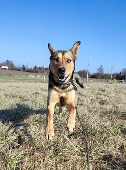 Kříženec husky  hledá domov