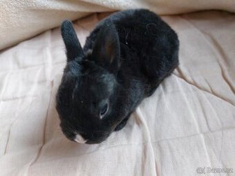 Zakrslý králík rex