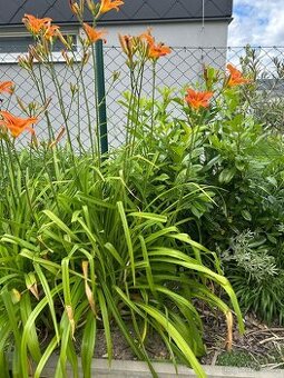 Denivka oranžová - vyšší